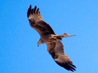 Milvus migrans 35, Zwarte wouw, Saxifraga-Bart Vastenhouw