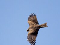 Milvus migrans 36, Zwarte wouw, Saxifraga-Bart Vastenhouw