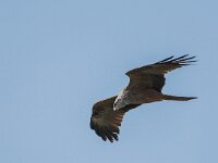 Milvus migrans 44, Zwarte wouw, adult, Saxifraga-Theo Verstrael