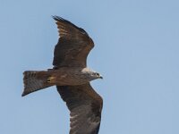 Milvus migrans 45, Zwarte wouw, adult, Saxifraga-Theo Verstrael