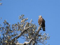 Milvus migrans 7, Zwarte wouw, Saxifraga-Martin Mollet