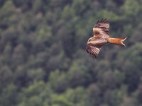 Milvus milvus 10, Rode wouw, Saxifraga-Martin Mollet