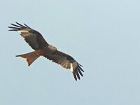 Milvus milvus 128, Rode wouw, Saxifraga-Mark Zekhuis