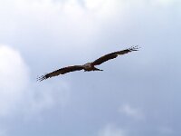 Milvus milvus 14, Rode wouw, Saxifraga-Martin Mollet