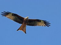 Milvus milvus 142, Rode wouw, Saxifraga-Mark Zekhuis