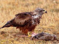 Milvus milvus 27, Rode wouw, Saxifraga-Bart Vastenhouw