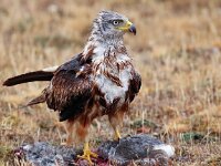 Milvus milvus 31, Rode wouw, Saxifraga-Bart Vastenhouw