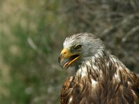 Milvus milvus 54, Rode wouw, Saxifraga-Dirk Hilbers