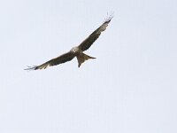 Milvus milvus 56, Rode wouw, Saxifraga-Mark Zekhuis