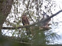 Milvus milvus 6, juveniles, Rode wouw, Saxifraga-Mark Zekhuis