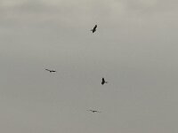 Milvus milvus 64, Rode wouw, Saxifraga-Henk Sierdsema