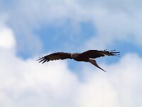 Milvus milvus 8, Rode wouw, Saxifraga-Martin Mollet