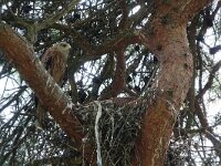 Milvus milvus 90, Rode wouw, Saxifraga-Mark Zekhuis