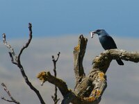 Monticola solitarius 7, Blauwe rotslijster, Saxifraga-Theo Verstrael
