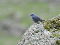 Monticola solitarius 9, Blauwe rotslijster, Saxifraga-Tom Heijnen