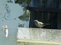Montifringilla nivalis 2, Sneeuwvink, Saxifraga-Dirk Hilbers