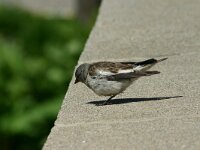 Montifringilla nivalis 3, Sneeuwvink, Saxifraga-Dirk Hilbers