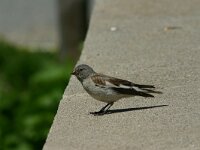 Montifringilla nivalis 4, Sneeuwvink, Saxifraga-Dirk Hilbers