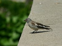 Montifringilla nivalis 5, Sneeuwvink, Saxifraga-Dirk Hilbers