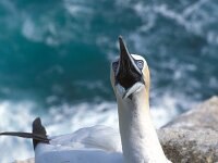 Morus bassanus 10, Jan-van-Gent, Saxifraga-Janus Verkerk