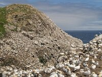 Morus bassanus 100, Jan-van-Gent, Saxifraga-Peter Stein