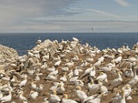 Morus bassanus 101, Jan-van-Gent, Saxifraga-Peter Stein