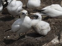Morus bassanus 103, Jan-van-Gent, Saxifraga-Peter Stein