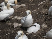 Morus bassanus 104, Jan-van-Gent, Saxifraga-Peter Stein