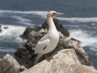 Morus bassanus 105, Jan-van-Gent, Saxifraga-Peter Stein