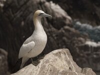 Morus bassanus 106, Jan-van-Gent, Saxifraga-Peter Stein
