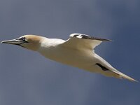 Morus bassanus 107, Jan-van-Gent, Saxifraga-Peter Stein