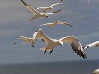 Morus bassanus 108, Jan-van-Gent, Saxifraga-Peter Stein