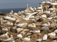 Morus bassanus 109, Jan-van-Gent, Saxifraga-Peter Stein