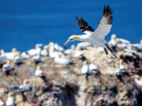 Morus bassanus 11, Jan-van-Gent, Saxifraga-Bart Vastenhouw