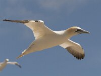 Morus bassanus 110, Jan-van-Gent, Saxifraga-Peter Stein