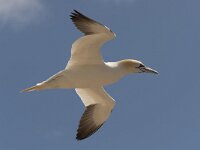 Morus bassanus 111, Jan-van-Gent, Saxifraga-Peter Stein