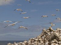 Morus bassanus 112, Jan-van-Gent, Saxifraga-Peter Stein