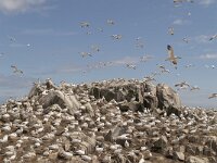 Morus bassanus 113, Jan-van-Gent, Saxifraga-Peter Stein