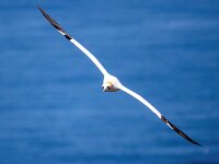 Morus bassanus 115, Jan-van-Gent, Saxifraga-Bart Vastenhouw