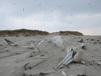 Morus bassanus 117, Jan-van-Gent, Saxifraga-Mark Zekhuis