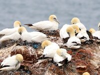 Morus bassanus 118, Jan-van-Gent, Saxifraga-Bart Vastenhouw