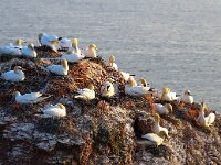 Morus bassanus 119, Jan-van-Gent, Saxifraga-Bart Vastenhouw