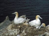 Morus bassanus 12, Jan-van-Gent, Saxifraga-Janus Verkerk