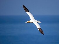 Morus bassanus 120, Jan-van-Gent, Saxifraga-Bart Vastenhouw