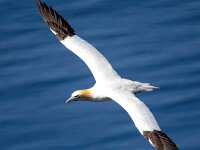 Morus bassanus 121, Jan-van-Gent, Saxifraga-Bart Vastenhouw