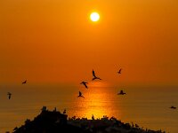 Morus bassanus 123, Jan-van-Gent, Saxifraga-Bart Vastenhouw