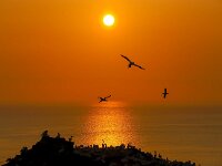 Morus bassanus 124, Jan-van-Gent, Saxifraga-Bart Vastenhouw