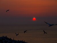 Morus bassanus 125, Jan-van-Gent, Saxifraga-Bart Vastenhouw
