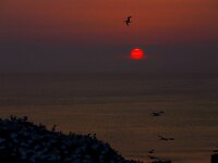 Morus bassanus 126, Jan-van-Gent, Saxifraga-Bart Vastenhouw
