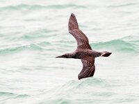 Morus bassanus 127, Jan-van-Gent, Saxifraga-Bart Vastenhouw